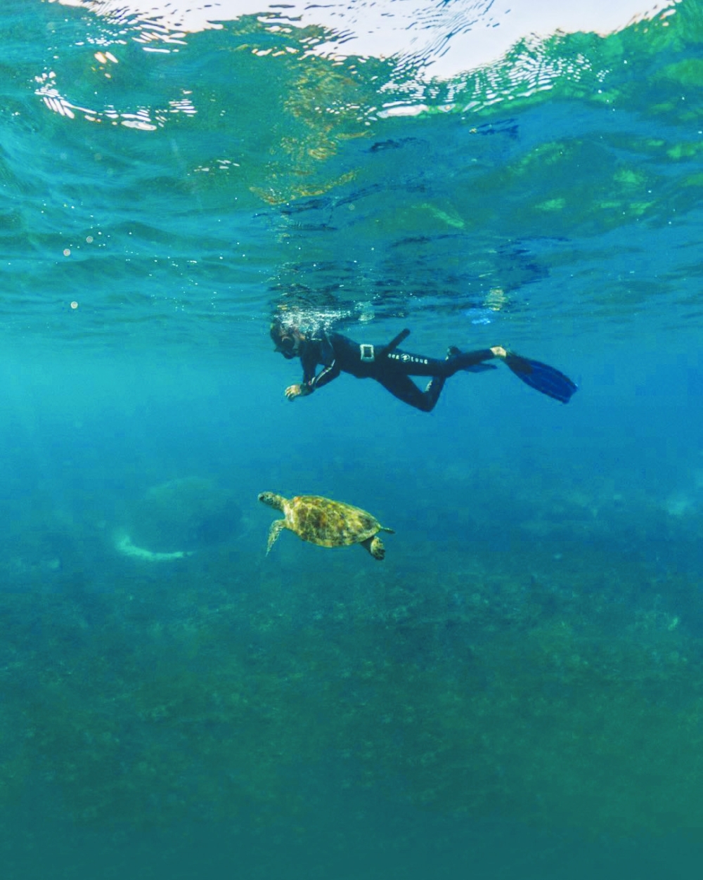 An Unexpected Encounter with Oman’s Marine Wonders: A Lesson in Ethical Wildlife Watching