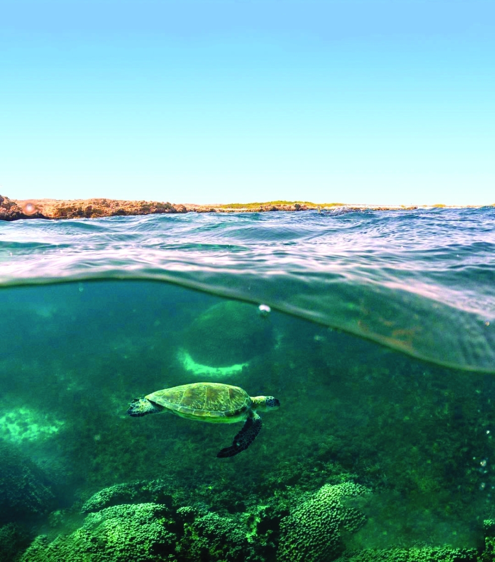 An Unexpected Encounter with Oman’s Marine Wonders: A Lesson in Ethical Wildlife Watching