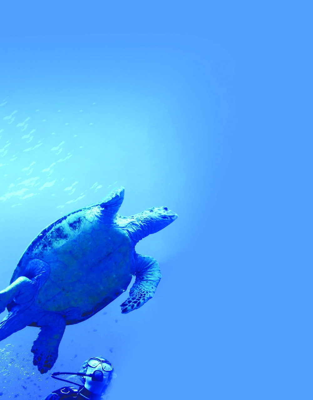 An Unexpected Encounter with Oman’s Marine Wonders: A Lesson in Ethical Wildlife Watching