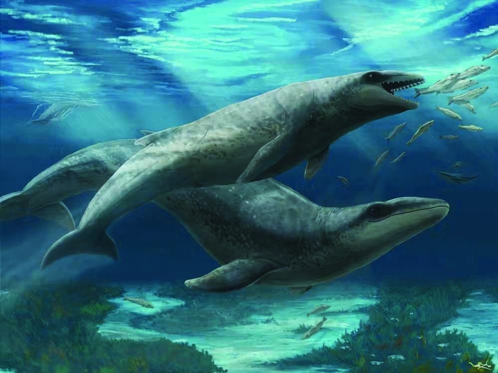 Scientists unearth 'cute' but fearsome ancient whale