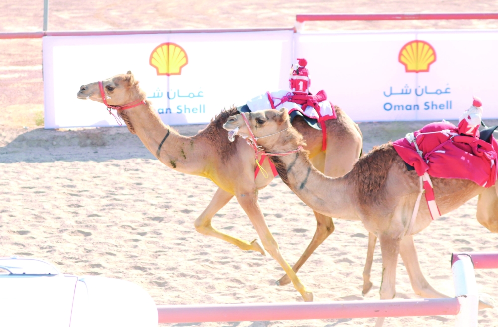 The first race will be held in the wilayats of Barka, Adam and Sinaw on September 20 and 21.