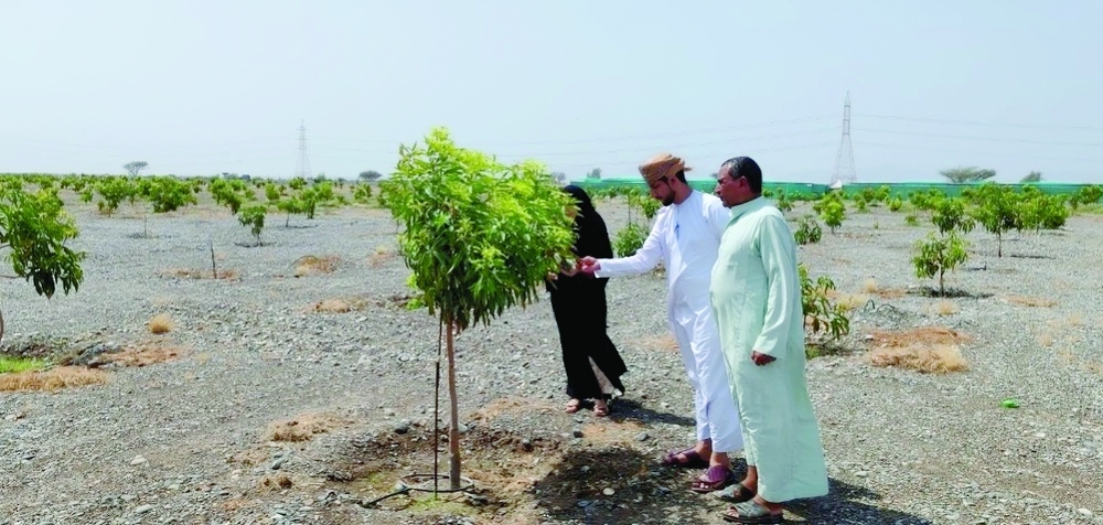 
The projects aim to plant over 35,000 mango seedlings on an area of 373 acres. 
