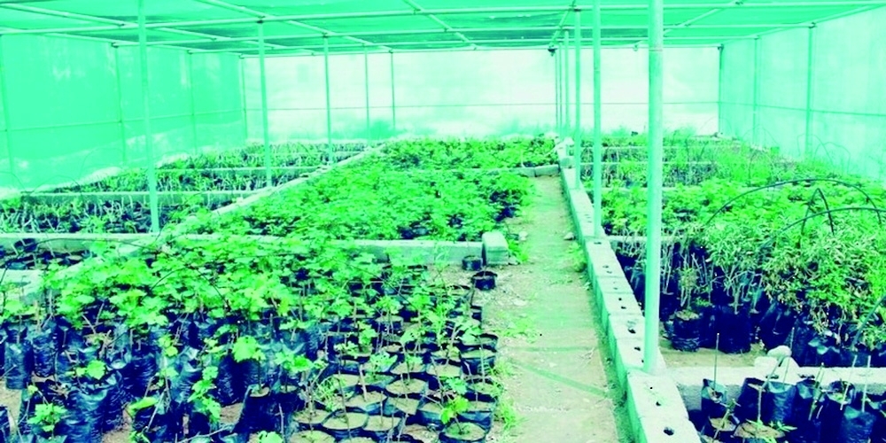 The distributed seedlings included a range of indigenous species