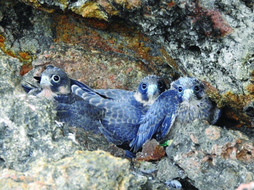 The survey was part of national efforts to protect migratory bird species. - ONA