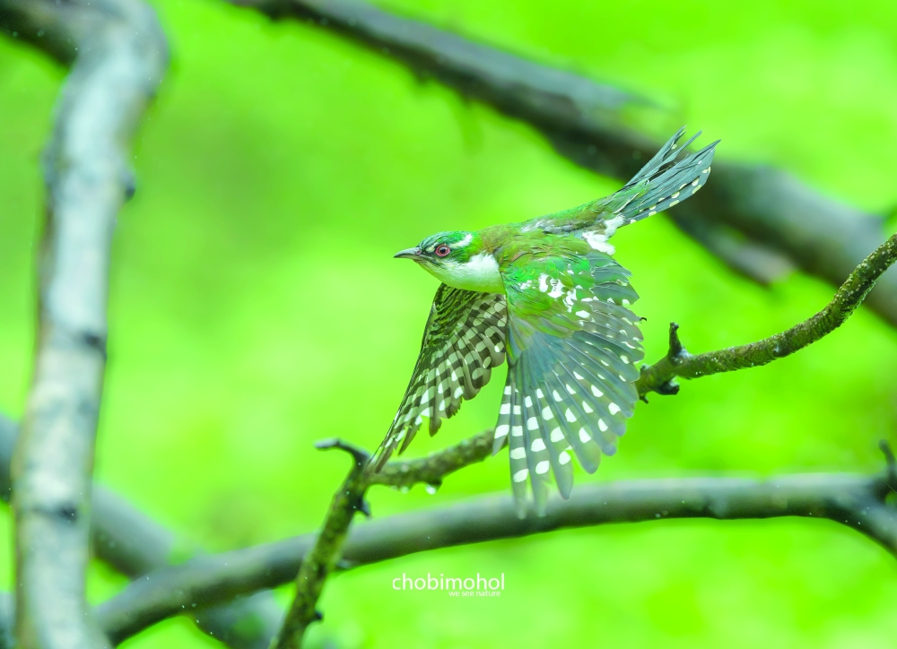 Diederik cuckoo photographed by Dr Ziaul Haque