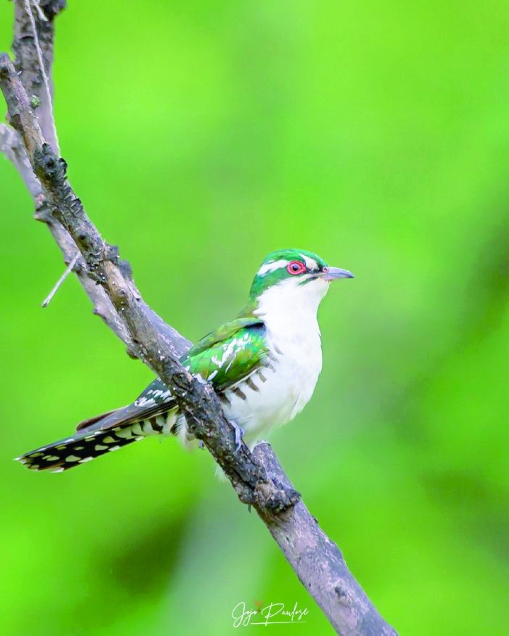 Diederik cuckoo photographed by Jojo Paulose