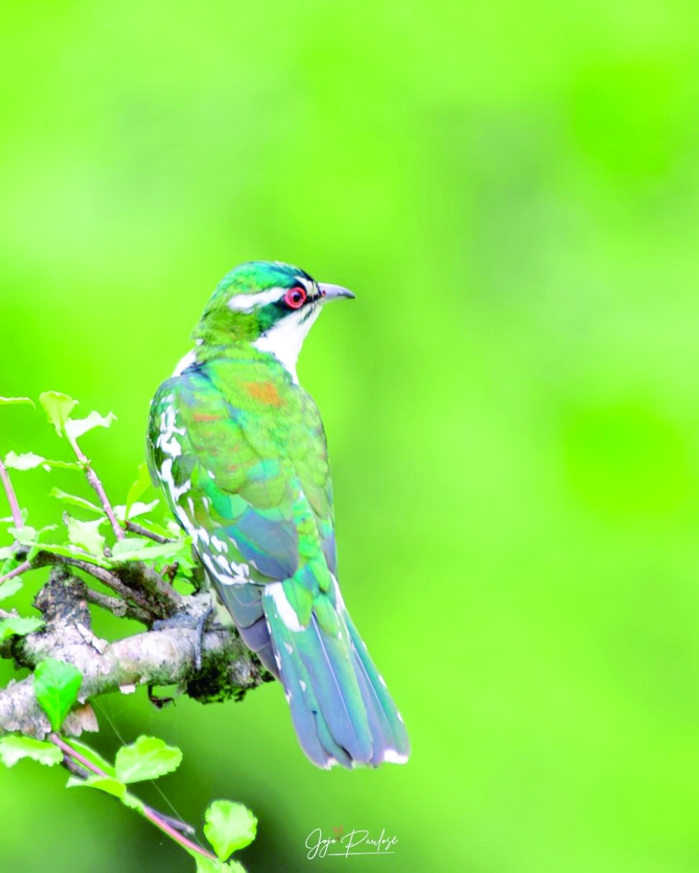 Diederik cuckoo photographed by Jojo Paulose