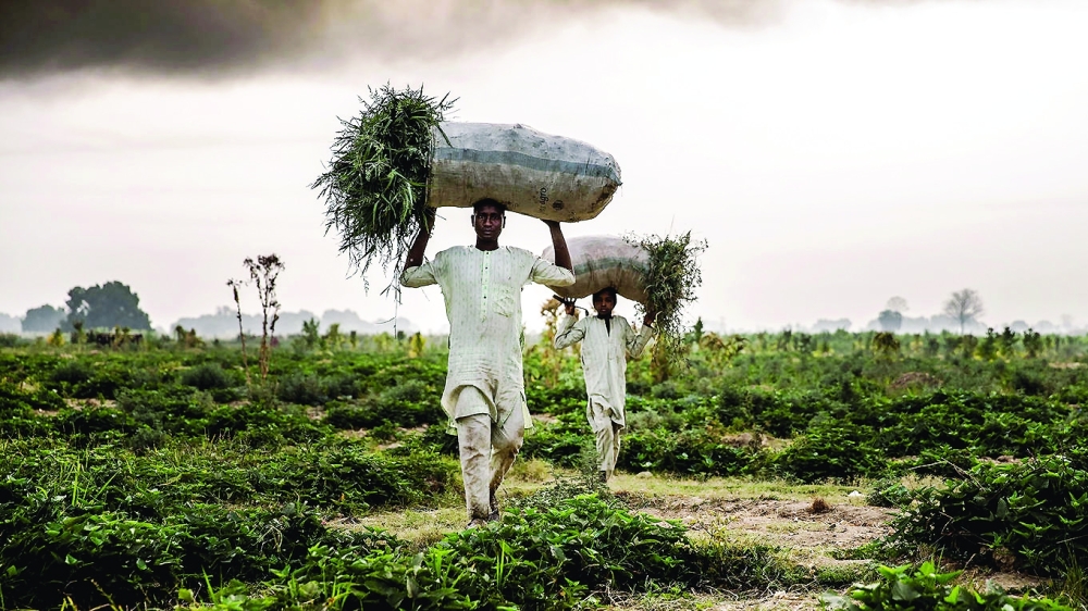 Africa is experiencing a slight increase in the number of undernourished people, from 296 million to 306 million.