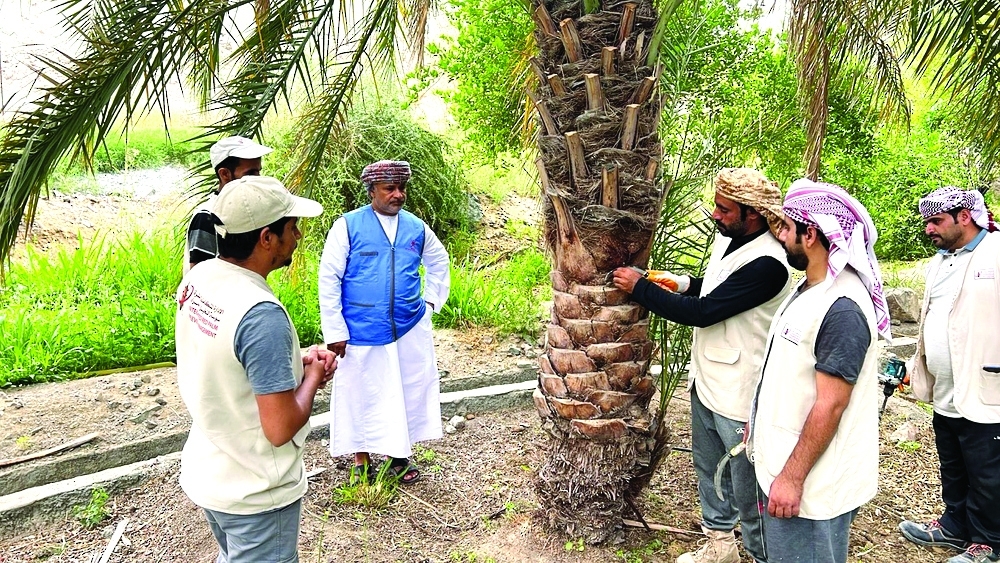 Red palm weevil infections decline in Al Dhahirah