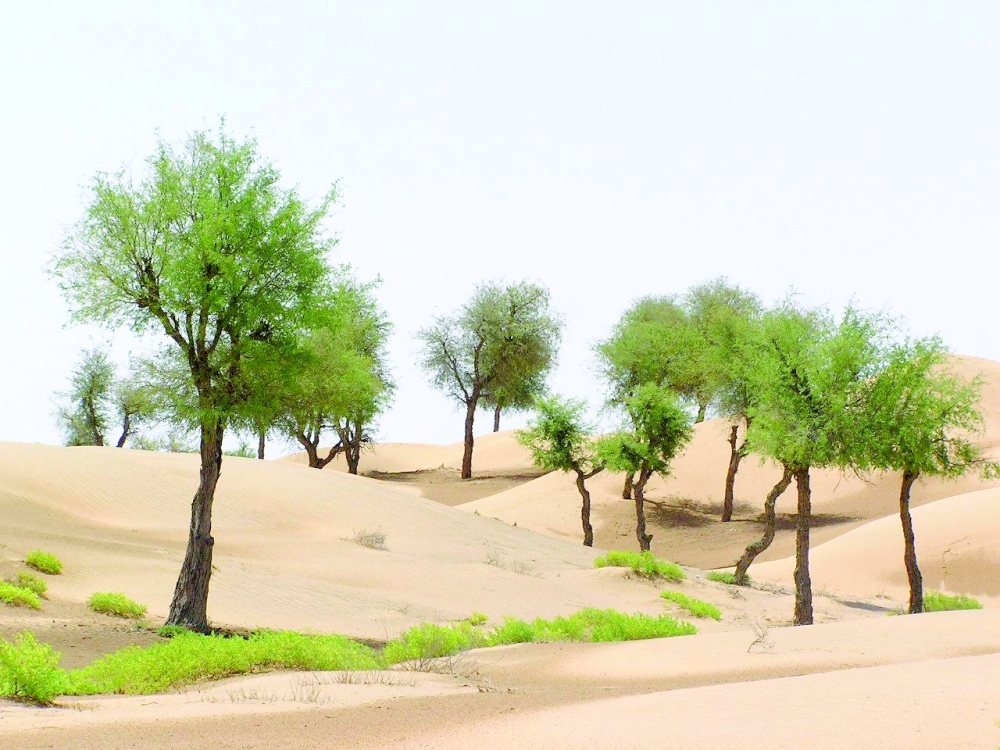 The initiative aims to plant wild trees, mitigate desertification, limit land degradation and preserve plant biodiversity.