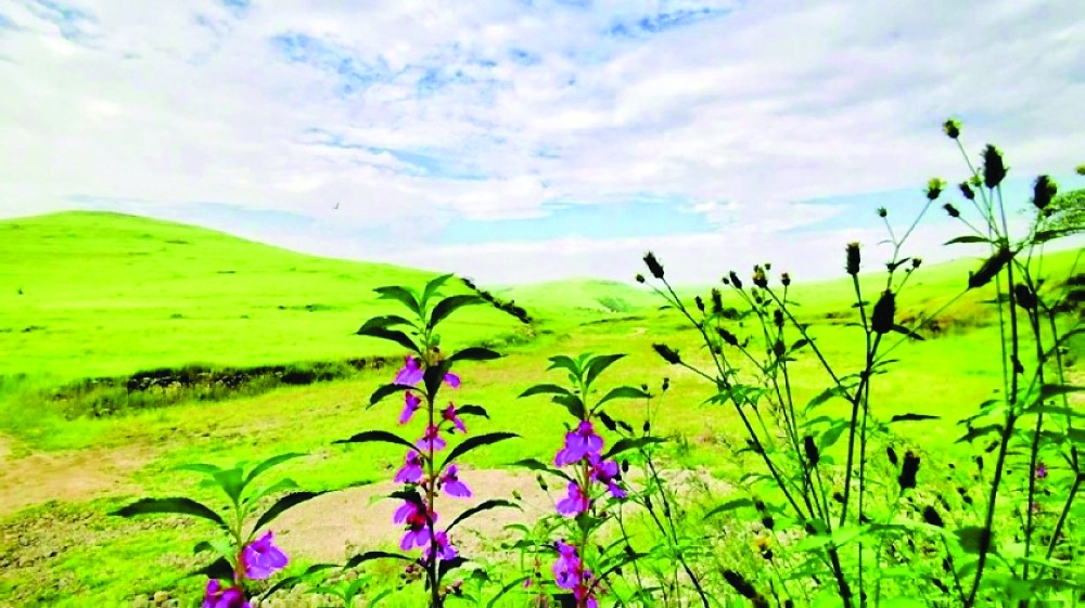 Sarb is more than a dry spell as it strengthens herds and steadies incomes