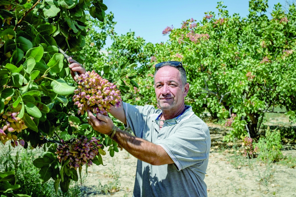 This picture taken on August 24, 2025, shows producer Thanasis Lakkos, 53, showing a branch of pistachios on a pistachio tree in the Greek island of Aegina. Aegina is nowhere near the biggest pistachio producer, a distinction that goes to the United States, Iran and Turkey.
In 2023, Greece produced nearly 22,000 tonnes of pistachios, up from 12,000 in 2015, according to the Hellenic Statistical Authority. 
But Aegina's share fell from over 2,600 tonnes to 2,300. 
Its number of trees in productive age and hectares of utilised land also steadily dropped -- unlike for Greek pistachio production overall.  (Photo by Aris MESSINIS / AFP)

