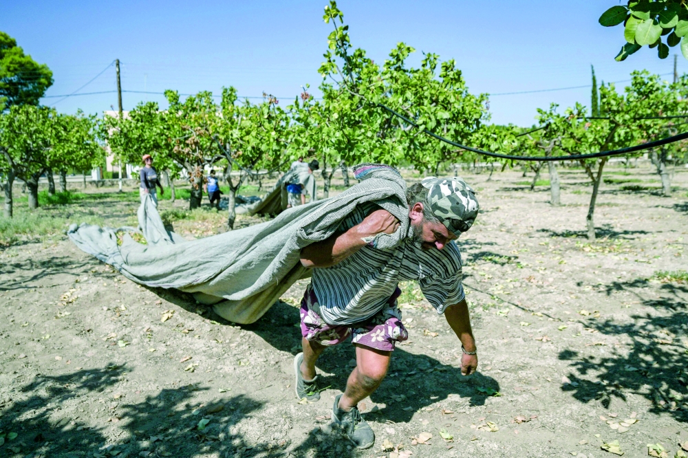 This picture taken on August 25, 2025, shows a worker harving pistachios from a pistachio tree in the Greek island of Aegina. Aegina is nowhere near the biggest pistachio producer, a distinction that goes to the United States, Iran and Turkey.
In 2023, Greece produced nearly 22,000 tonnes of pistachios, up from 12,000 in 2015, according to the Hellenic Statistical Authority. 
But Aegina's share fell from over 2,600 tonnes to 2,300. 
Its number of trees in productive age and hectares of utilised land also steadily dropped -- unlike for Greek pistachio production overall.  (Photo by Aris MESSINIS / AFP)
