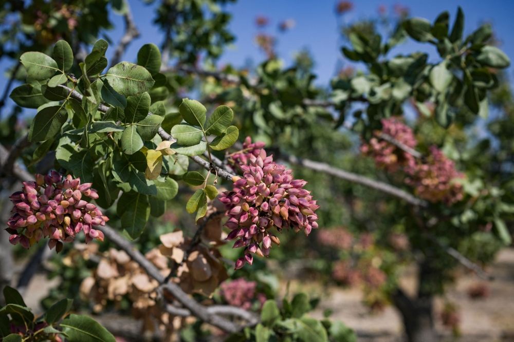 This picture taken on August 24, 2025, shows a branch of pistachios in the Greek island of Aegina. Aegina is nowhere near the biggest pistachio producer, a distinction that goes to the United States, Iran and Turkey.