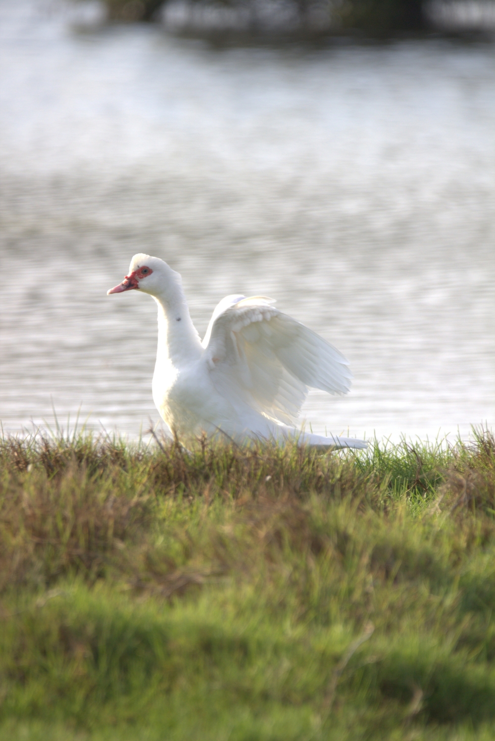 Rare Muscovy ducks delight birdwatchers in Salalah  