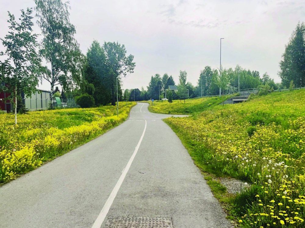How mowing less lets flowers bloom along Austria's 'Green Belt'