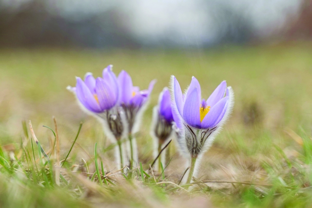 How mowing less lets flowers bloom along Austria's 'Green Belt'