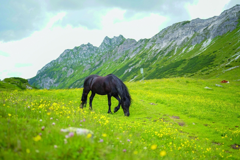 How mowing less lets flowers bloom along Austria's 'Green Belt'
