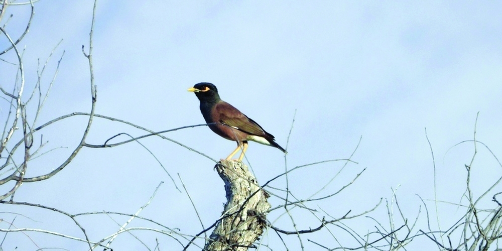 This marks the second phase of a national campaign targeting invasive birds