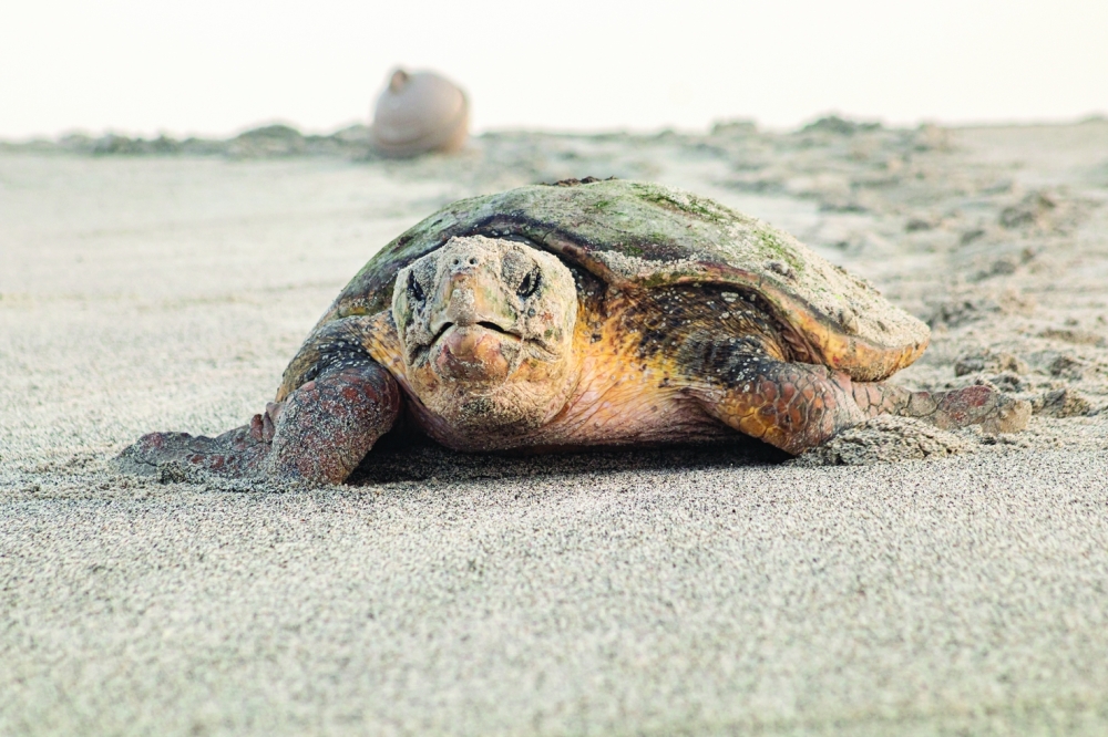 Photo: Tara Atkinson