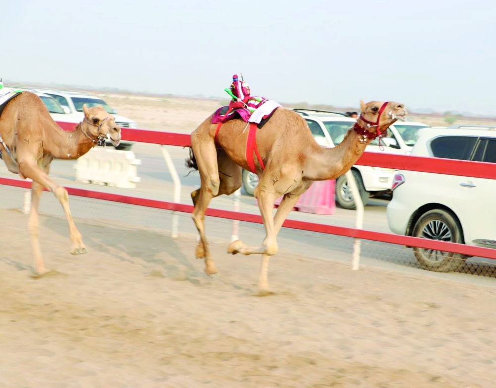 The final day featured nearly 500 camels from across the Sultanate of Oman, competing in 24 rounds