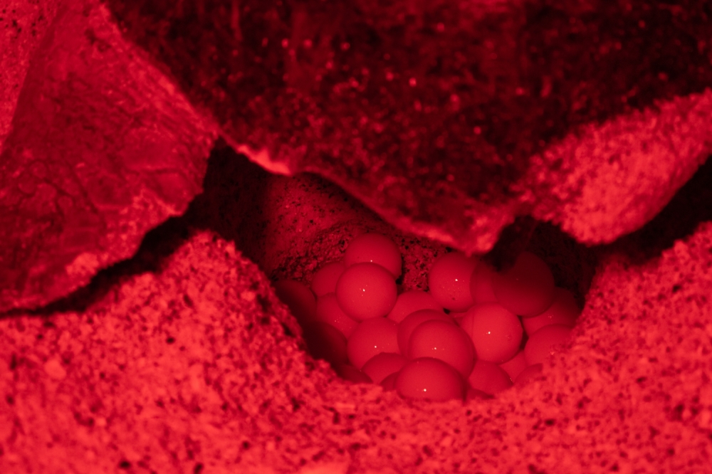 Photo: Tara Atkinson