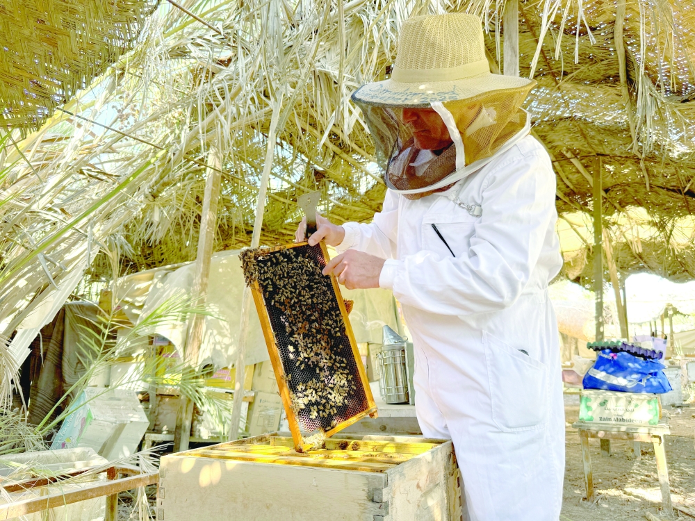 Mahmoud Shaker, a beekeeper and professor at the Faculty of Agriculture at the University of Basra, inspects a honey frame at his apiary, as worsening water shortages and rising salinity in the Shatt al-Arab threaten bees and cut honey production, in Basra, Iraq, September 13, 2025. REUTERS/Mohammed Aty