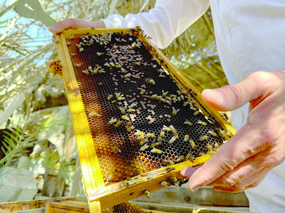 Mahmoud Shaker, a beekeeper and professor at the Faculty of Agriculture at the University of Basra, inspects a honey frame at his apiary, as worsening water shortages and rising salinity in the Shatt al-Arab threaten bees and cut honey production, in Basra, Iraq, September 13, 2025. REUTERS/Mohammed Aty