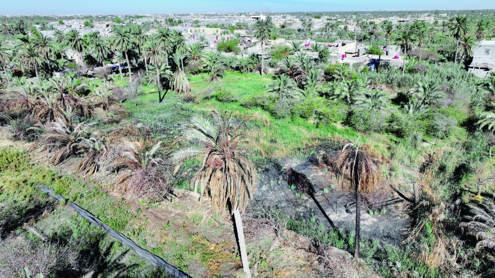 A drone view shows a section of a farm scorched by extreme heat, as rising temperatures have damaged beehives and led to a decline in honey production, in Basra, Iraq, September 13, 2025. REUTERS/Mohammed Aty