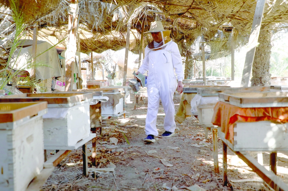Mahmoud Shaker, a beekeeper and professor at the Faculty of Agriculture at the University of Basra, works at his apiary, as worsening water shortages and rising salinity in the Shatt al-Arab threaten bees and cut honey production, in Basra, Iraq, September 13, 2025. REUTERS/Mohammed Aty