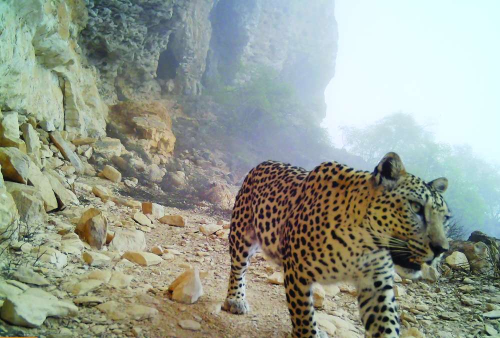 This is the first documented evidence of such predation on this rare species.