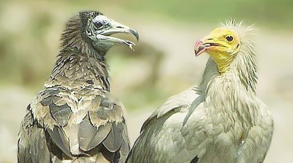 HAVEN FOR THE ENDANGERED