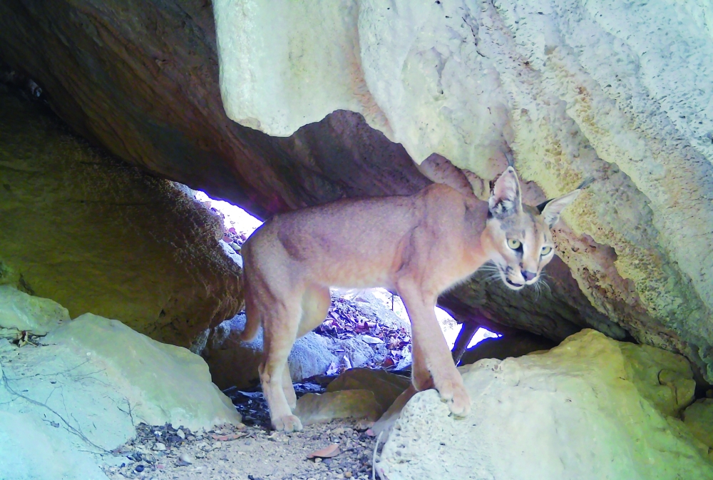 Data indicate a decline in the numbers of the Arabian lynx in some areas due to drought and seasonal scarcity of rain. — ONA