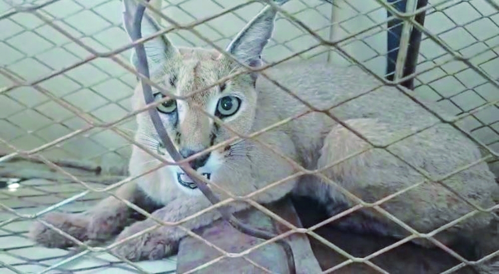 Data indicate a decline in the numbers of the Arabian lynx in some areas due to drought and seasonal scarcity of rain. — ONA