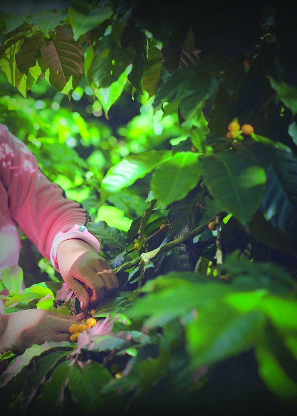 Oman’s coffee pioneer is stirring up more than just cups