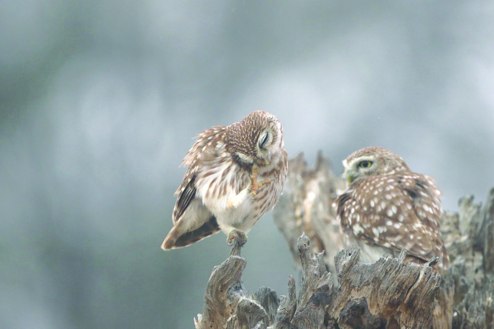 Owls play a key role in maintaining the health of ecosystems.