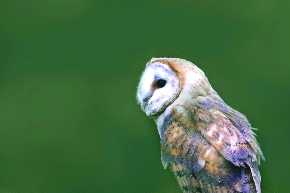 The visual custodian of the wild