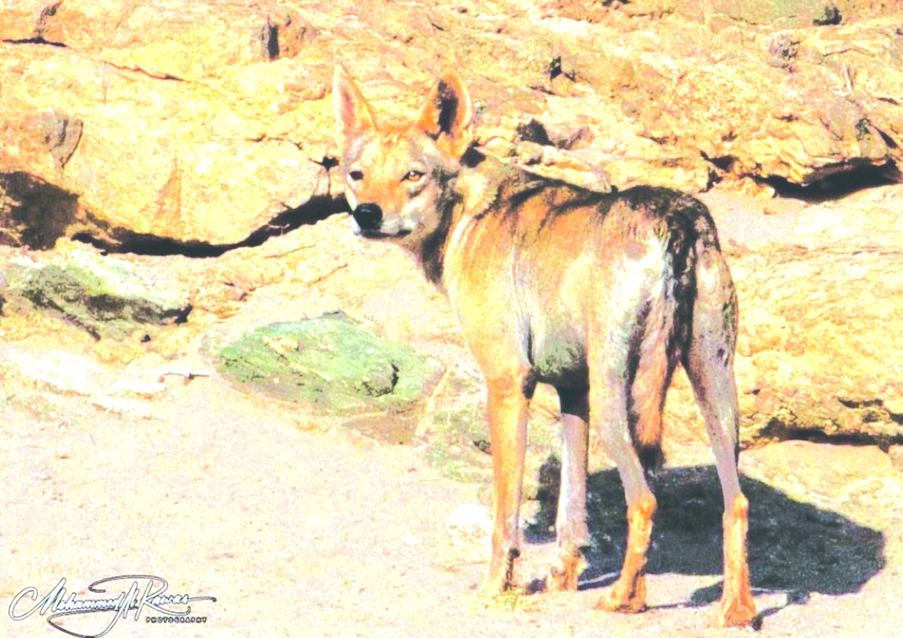 The visual custodian of the wild