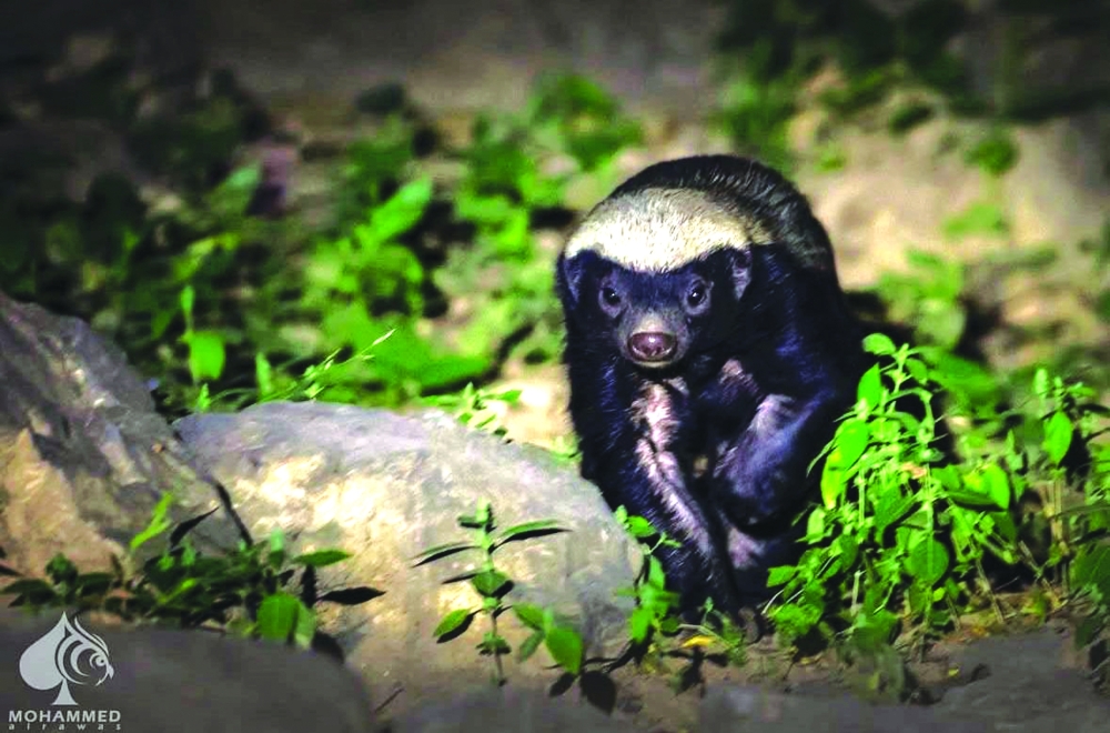 The visual custodian of the wild