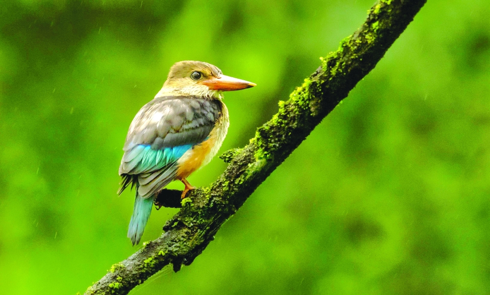 The visual custodian of the wild