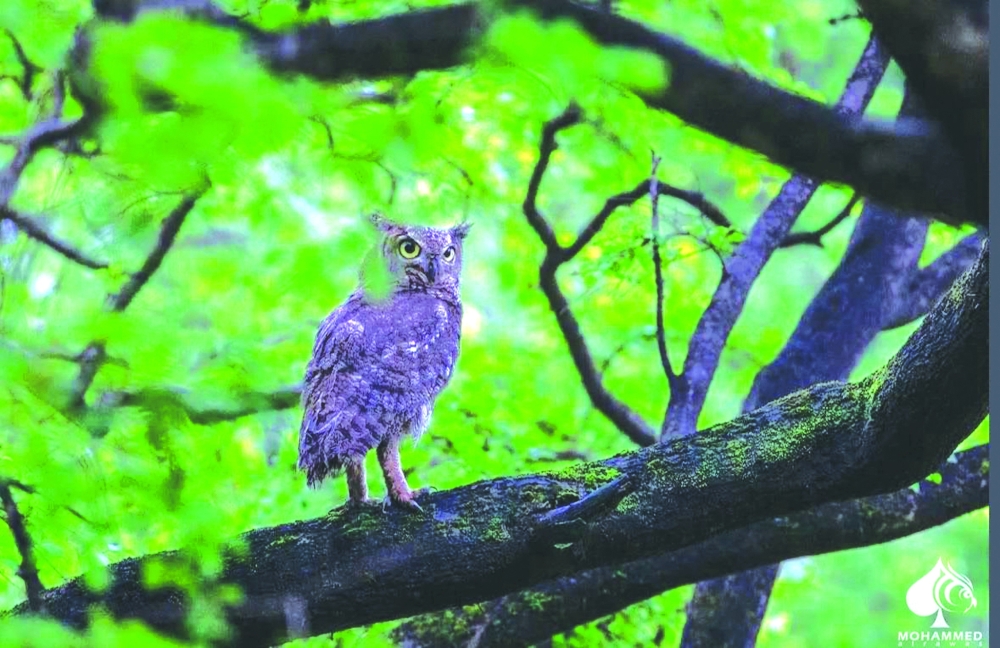 The visual custodian of the wild