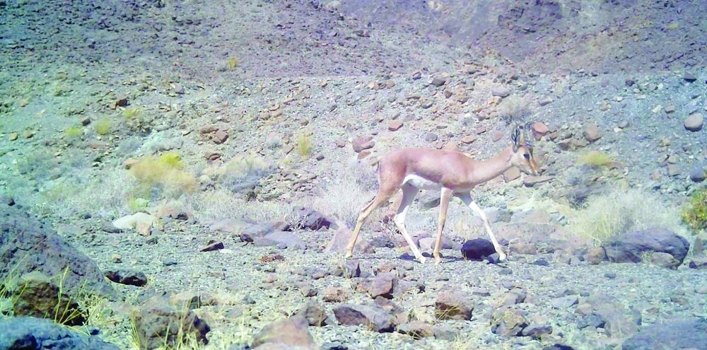 The Arabian Gazelle is distinguished by its ability to coexist with water scarcity and high temperatures. - ONA