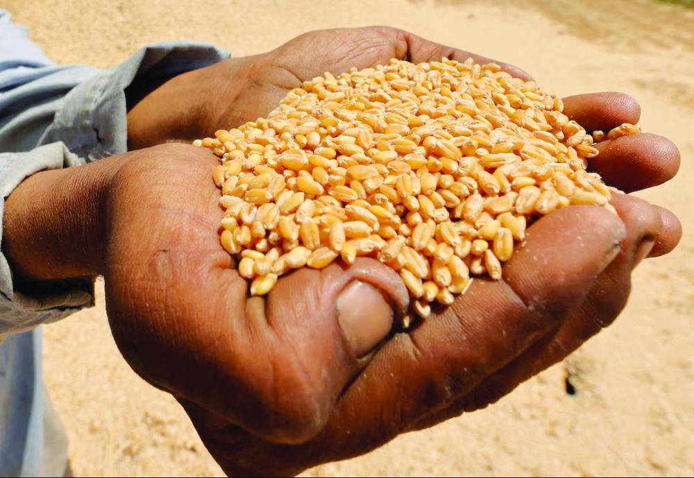 A farmer shows wheat grains at a field in Al Qalyubia Governorate, Egypt. — Reuters File