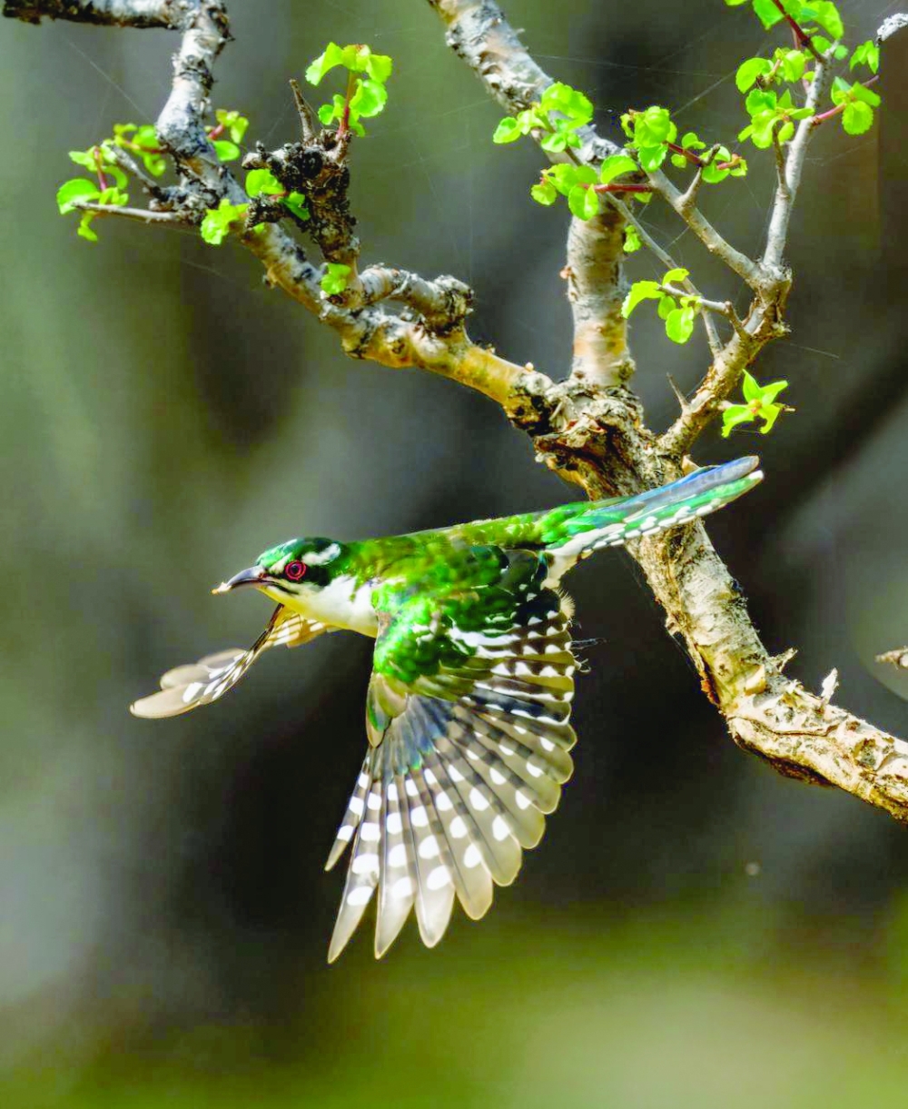 Diederik cuckoo in flight

