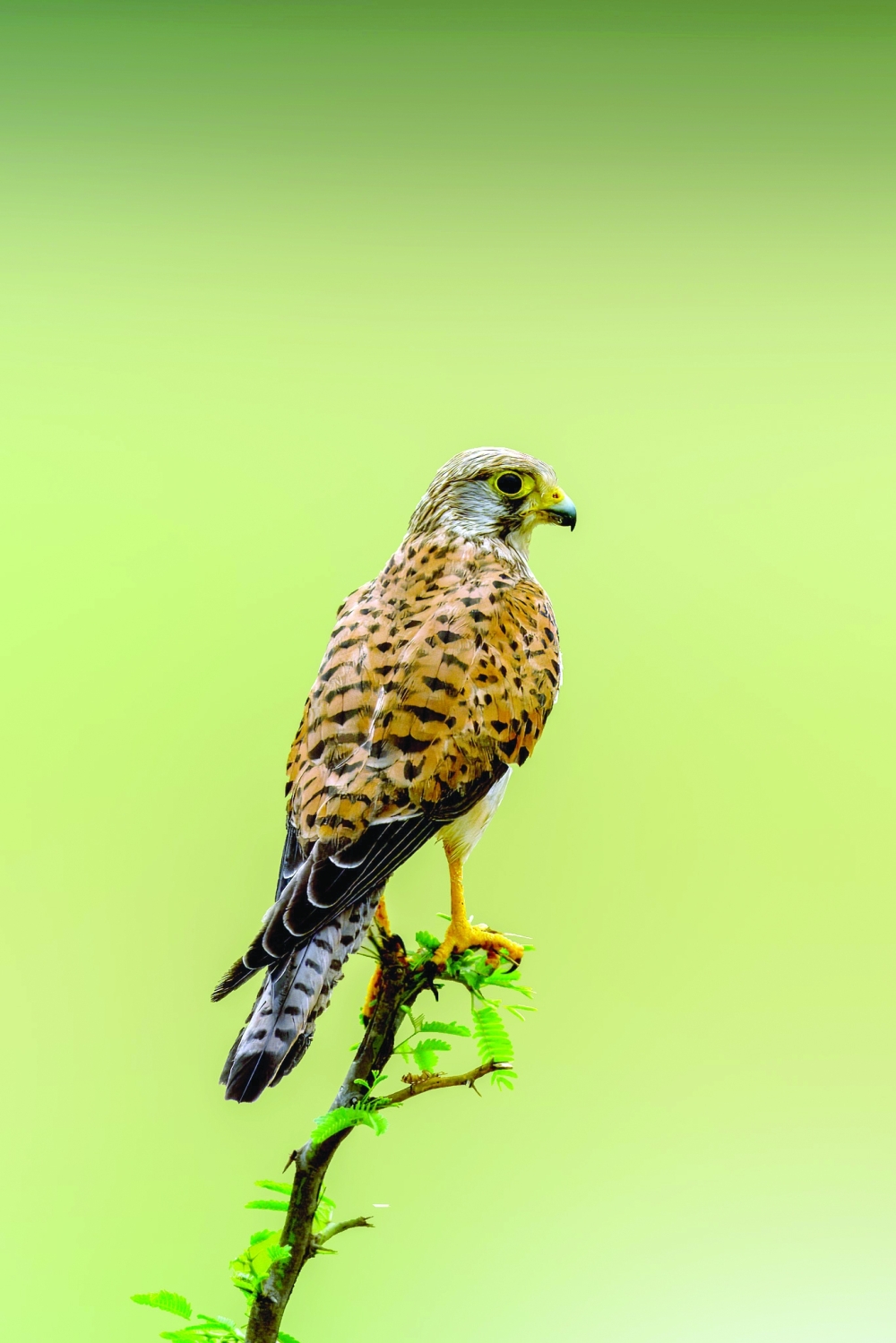 Kestrel