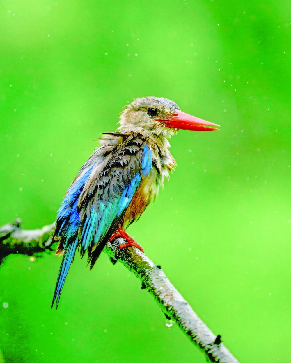 King Fisher