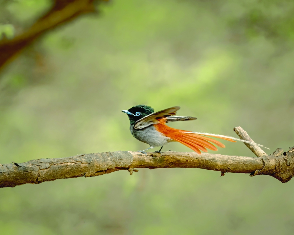 Paradise fly catcher