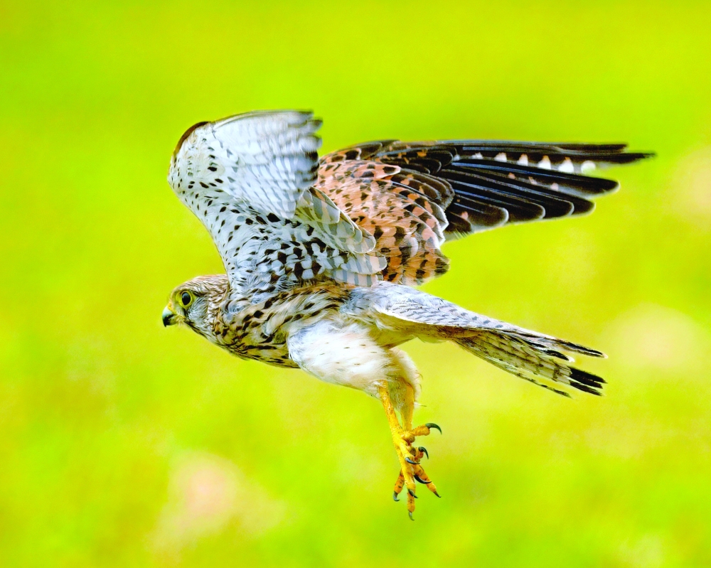 Kestrel, the small but fierce raptor