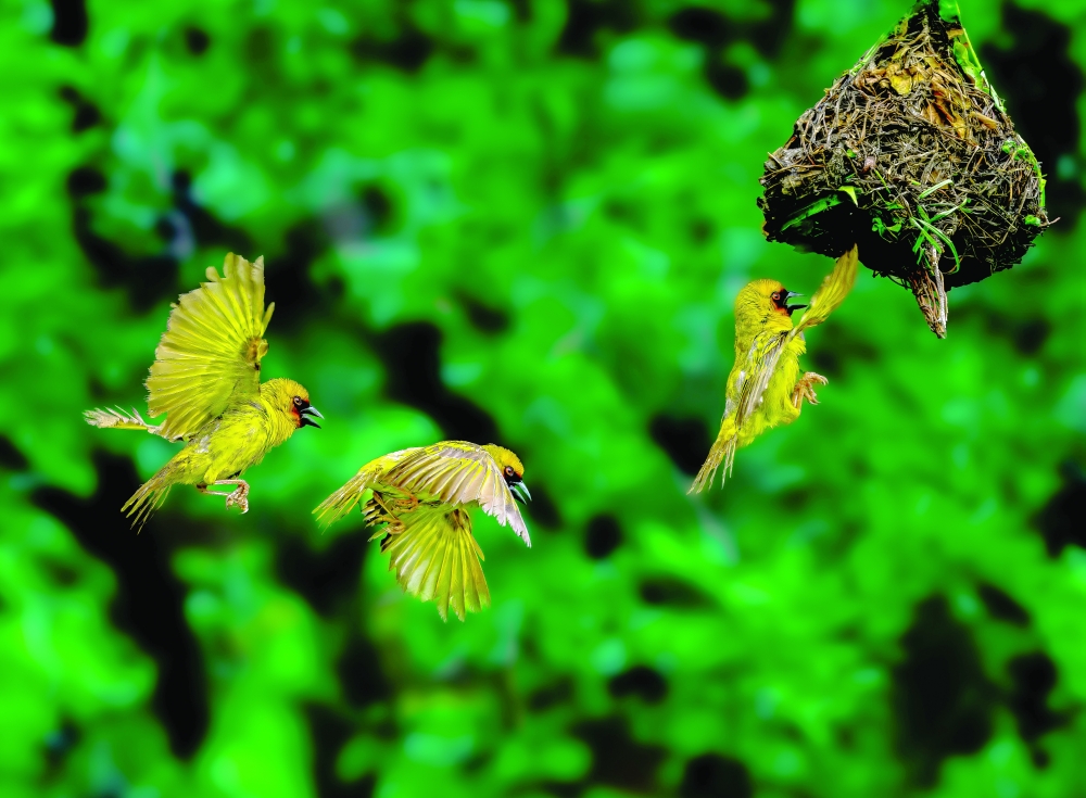 A weaver bird enters its home