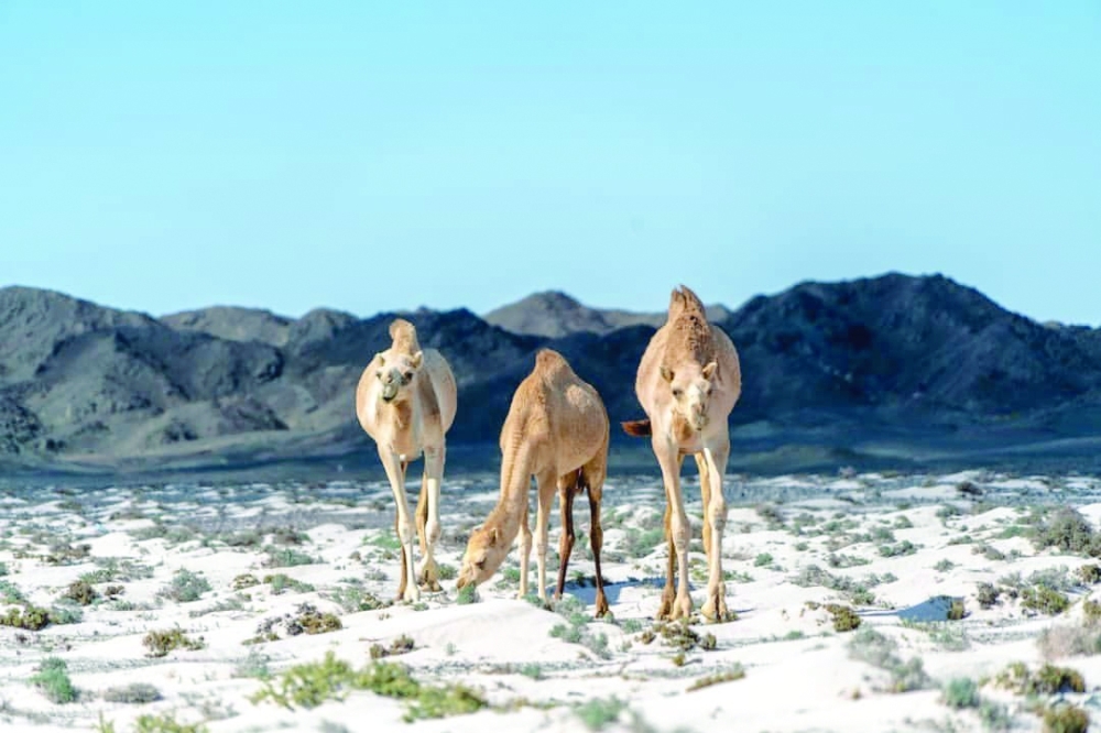 The Captain of Masirah